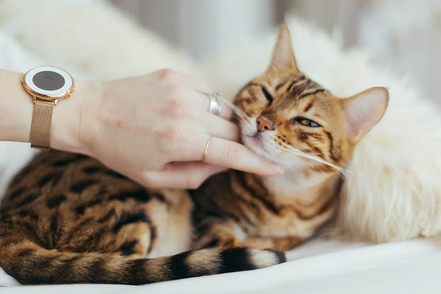 Multi-Functional Pet Grooming Glove