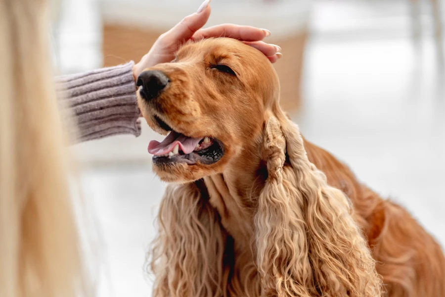 Multi-Functional Pet Grooming Glove