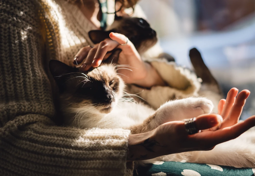 robot camera for pets